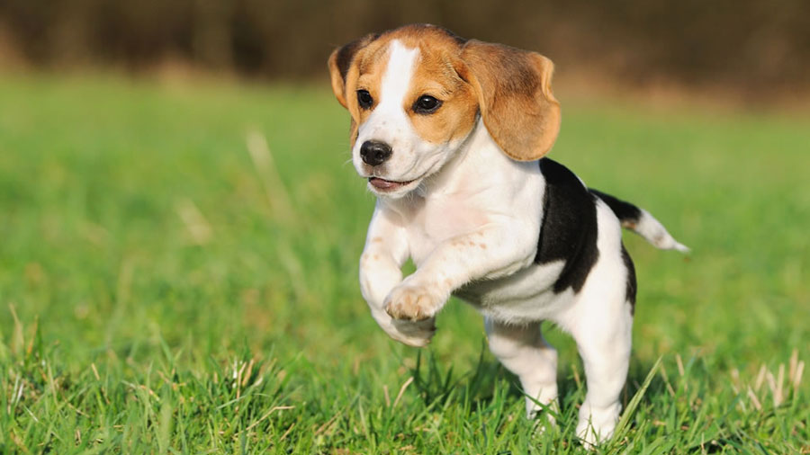 this is a beagle running