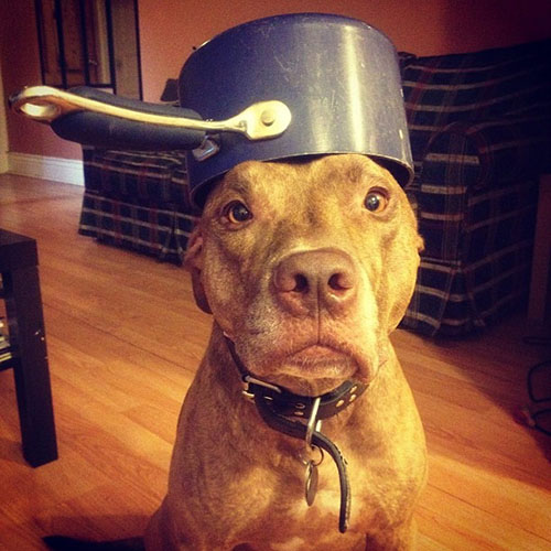 this is a dog with a pot on its head